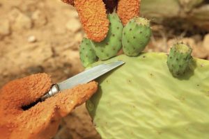 カクタスオイル